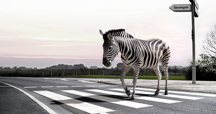 zebra-crossing-l